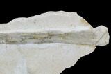 Pterosaur Ulna - Solnhofen Limestone, Germany #108925-4